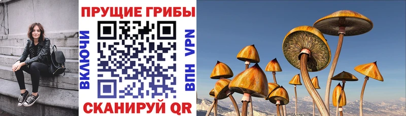 Псилоцибиновые грибы Psilocybe  Арсеньев 